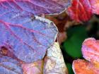 Red Autumn Leaves