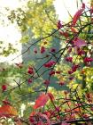 Red Berries Autumn Leaves