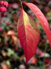 Red Yellow Autumn Leaves