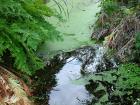 Water Garden Ferns