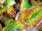 Yellow Autumn Hosta Leaves