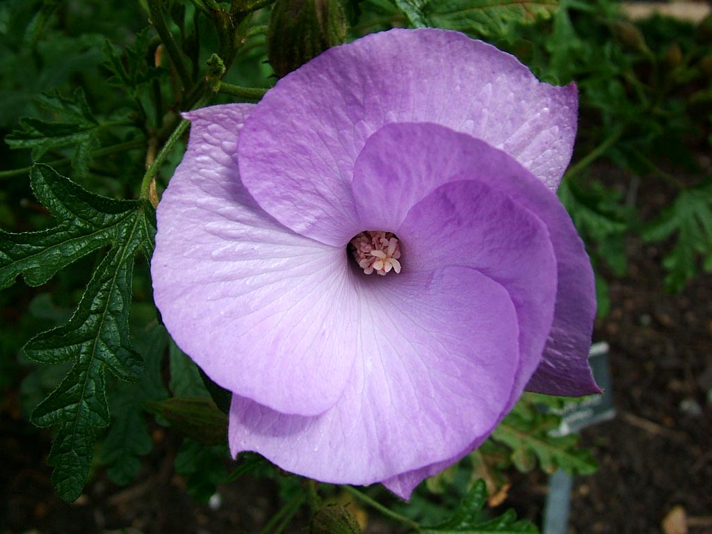 purple flower