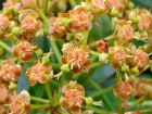 Euphorbia Mellifera Closeup