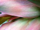 Flax Flower Closeup