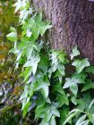 Ivy Tree Bark