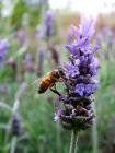 Lavender Honey Bee