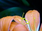 Orchid Stamen Closeup