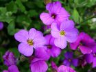Purple Aubretia Flowers