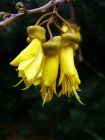 Sophora Microphylla