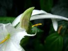 White Orchid Stamen