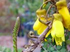 Yellow Kowhai Flower