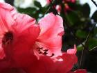 Pink Rhodo Closeup