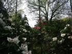 Rhododendron Forest