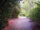 Rhododendron Path