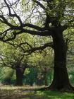 Richmond Park Trees