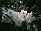 White Rhododendron