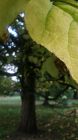 Autumn Leaf Tree