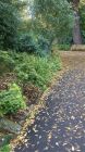 Autumn Pathway Kew