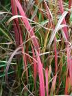 Colourful Grasses