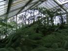 Conservatory Ferns