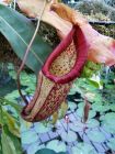 Hanging Pitcher Plant