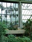 Hanging Tropical Plants