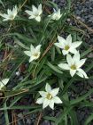 Ipheion Sessile