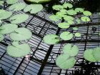 Lilly Pad Reflection