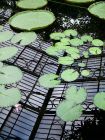 Lillypad Reflections