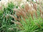 More Grasses