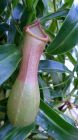 Nepenthes Dicksoniana Pitcher Plant