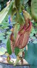 Nepenthes Dicksoniana