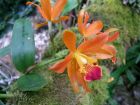 Orange Orchid