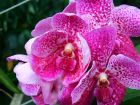 Orchid Closeup