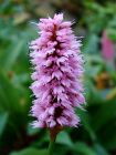 Persicaria Vivipara