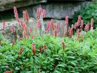 Persicaria Vivipara2