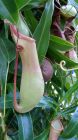 Pitcher Plant Nepenthes