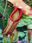 Pitcher Plant Profile