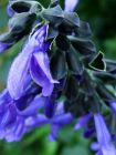 Purple Black Salvia Flowers