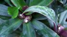 Purple Blue Tropical Leaf