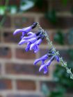 Purple Salvia Flower