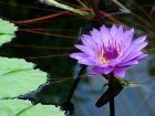 Purple Water Lilly