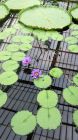 Purple Waterlily Flower