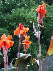 Red Canna Flowers