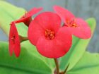 Red Flower Detail