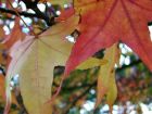 Red Leaves