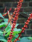 Red Orange Salvias