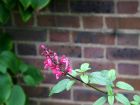 Red Salvia Brick Wall