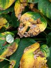 Rusted Hosta Leaves