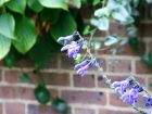 Salvia Brick Wall